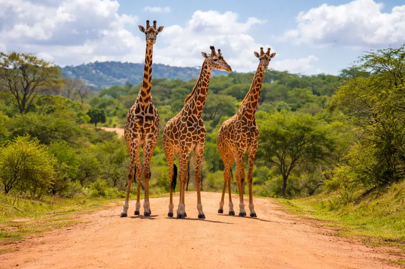 Mombasa: 4-Day Tsavo East-Amboseli-Tsavo West Parks Safari