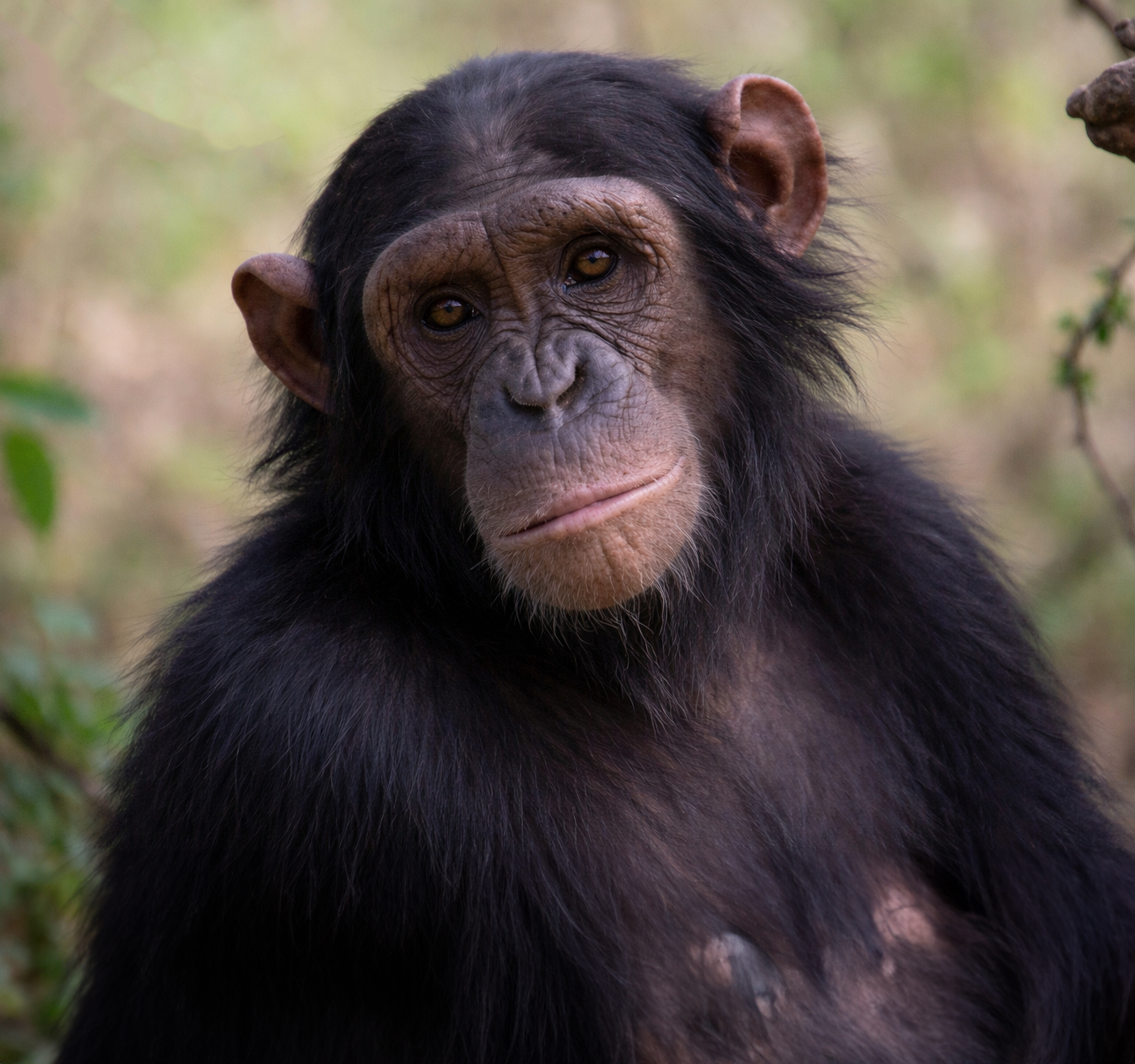 Ol Pejeta northern white rhinos and chimpanzees — Kenya safari conservancy
