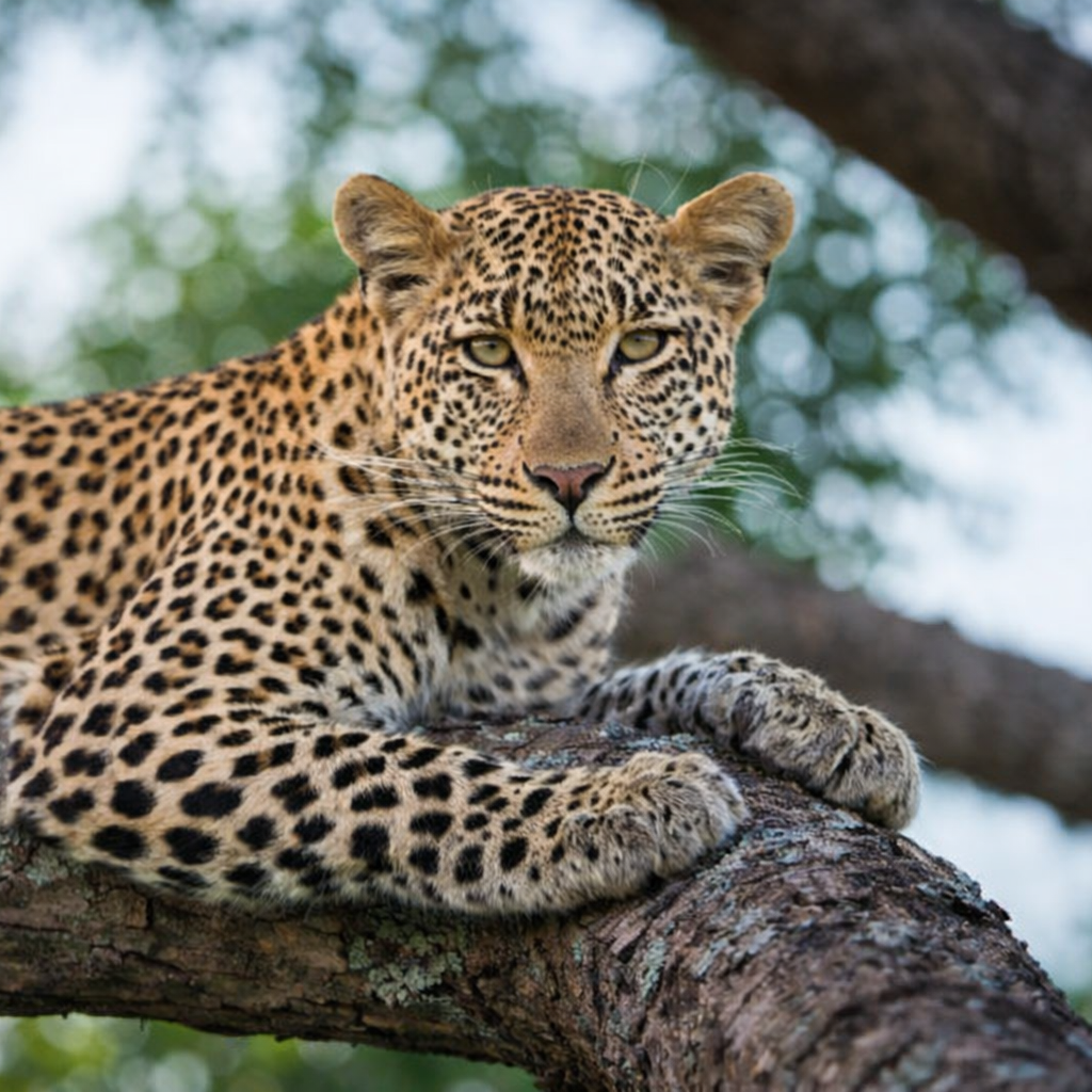 Samburu Special Five wildlife — northern Kenya safari park